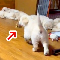 大はしゃぎの赤ちゃん犬が『みんなが寝ていることに気付いた』結果…まさか過ぎる『電池切れの瞬間』が114万再生「優しい世界」「末っ子感ｗ」