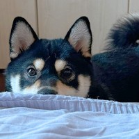 体調を崩してベッドでダウン→1時間ごとに犬が…優しさに溢れた『まさかの行動』に1万いいね「犬って最高」「心配してる…素敵」と称賛の声