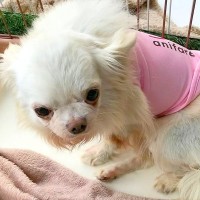 弱々しく震えていた『小さな犬』が頭から離れず…飼ってから1年が過ぎた『現在の姿』に涙が止まらないと話題「表情が全然違う」「笑顔に泣いた」