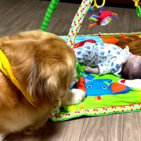 転がる赤ちゃんを見守っている大型犬が…思っていたのと違う『まさかの展開』が17万再生「警護してなくて草」「結果オーライではあるｗ」と爆笑