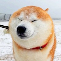 吹雪の中、イキッて犬の散歩に出かけた結果…あまりの寒さで『まんまるになってしまう光景』が17万再生「国宝級の可愛さ」「被害者ヅラw」