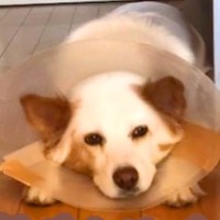 『なぜ病気だらけで捨てられた犬の里親になったのか？』を聞かれ…飼い主が語る『お迎えしたたった1つの理由』が11万再生「泣ける」と感動