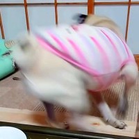 犬にご飯を与える前に『ベルを鳴らして』と指示したら…衝撃的すぎる『豪快な対応』が137万再生「すっ飛んでて草」「蹴り回すの最高ｗ」と爆笑