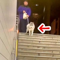 仕事帰り、駅まで迎えに来てもらった結果…大型犬が見せた『熱烈歓迎』が可愛すぎると32万再生「疲れ吹っ飛ぶ」「家族って素敵」と絶賛の声