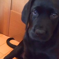 大型犬の赤ちゃんを飼ってから3年が経過…飼う前と飼った後で変わった『生活の数々』が2万再生「あるあるｗ」「でも可愛い」共感と絶賛の声