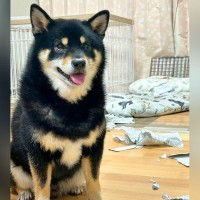 『わたしがやりました』少しだけ、犬から目を離したら…まさかの『悲惨な光景』に1万いいね「潔くて笑ったｗｗ」「自首してて草」と爆笑の声
