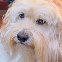 おじいちゃんの家から『３歳のお客さん』が帰ると、残った犬が…まさかの『不満爆発する光景』が33万再生「めちゃ拗ねてて草」「我慢えらいｗ」