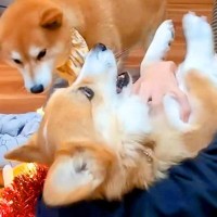 家族が『サプライズ帰省』したら、犬2匹と猫が…想像以上に『狂喜乱舞する光景』が38万再生「喜び方に爆笑」「可愛すぎてニヤニヤとまらんｗ」