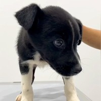 殺処分予定だった『生後2ヶ月の子犬』を保護→先住犬と奮闘した素敵すぎる『2ヶ月の子育て物語』が188万再生「涙出た」「優しい世界」と絶賛