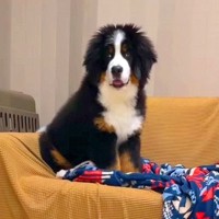 超大型の子犬が『自分でソファに乗った』と思ったら…まさかすぎる『文句を言う光景』が31万再生「甘えたかったのかな？ｗ」「可愛い」と絶賛