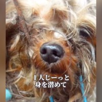 悪徳ブリーダーから奇跡的に保護された繁殖犬…『過酷すぎる過去』と『現在の姿』に涙が止まらないと32万再生「小さな身体でよく頑張った」の声