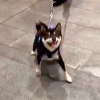 散歩中、お買い物で『ちょっとだけ犬を待たせた』結果…戻ってきた瞬間の『尊すぎる反応』が12万再生「感動の再会感」「なんて可愛いの」と反響