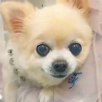 『安楽死させたら？』と言われた老犬→保護した結果…引き取り先で見せた『表情』が泣けると21万再生「涙が出てくる」「長生きしてほしい」