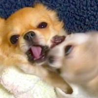 『毎日喧嘩していた2匹の犬』が、7年後…衝撃的な『ビフォーアフター』が尊すぎると22万再生「どっちも可愛すぎ」「ニヤけた」と絶賛の声