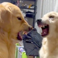 ケンカをしている2匹の大型犬→ブチギレた結果…バトル中に見せた『衝撃的な表情』が64万再生「想像以上の顔だったｗ」「ムキムキ比べ」と爆笑