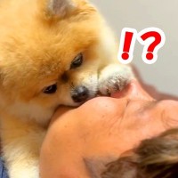 朝、寝ていたら犬がご飯の催促をしてきて…斬新すぎる『まさかの起こし方』が16万再生「完全に鼻塞いでて草」「絶対に起きるｗｗ」と爆笑の声