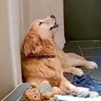 普段はめったに鳴かない大型犬→お留守番を隠し撮りしたら…カメラが捉えた切ない光景と『飼い主の反応』が393万再生「声帯ｗｗ」「可愛すぎ」