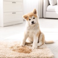 犬が『うれしょん』する心理3選　おしっこしてしまう理由や改善方法まで