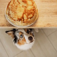犬が人の食べ物を欲しがっているときの心理３つ　飼い主がしてはいけないNG行動から対処法まで