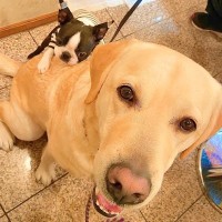 赤ちゃん犬が『大型犬を目の前にした』結果→まさかの『人間のような行動をとる光景』に3万いいね「ハッピーしか伝わってこない」と悶絶の声