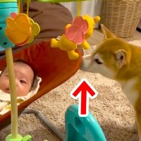 バウンサーで寝ている赤ちゃん→近くにいた犬が…まさかの『完全にべビーシッターになる光景』が24万再生「優秀過ぎる」「やっぱ犬って最高」