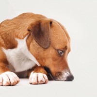 犬が頼りないと思う『飼い主のNG行為』5選　行き過ぎた言動のせいで愛犬からの信頼を失うことも