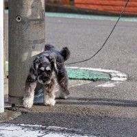 犬が電柱の匂いを嗅いでいる理由2つ　起こりうるリスクや飼い主ができる対処法まで解説
