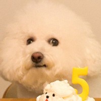 『どういう感情…？』犬のために一生懸命『誕生日ケーキ』を作った結果…まさかのリアクションに5万いいね「表情が人間で草」「顔ｗｗ」と爆笑