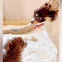 赤ちゃん犬を家族に→先輩犬との『1年間の軌跡』が…絆を深めていく光景が感動的だと10万再生「素敵な関係」「運命の出会い…泣いた」と絶賛