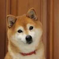 犬は人間の言葉をどのくらい理解できているの？愛犬に声を掛けるときに意識したいことまで