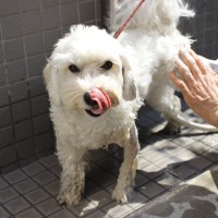 犬が「やりすぎなお世話」と感じている飼い主の行動8つ　かえって愛犬に悪影響を与える可能性も…