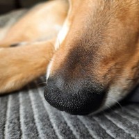 犬の鼻がいつも濡れているのはなぜ？乾燥しているときに確認すべきポイントとは
