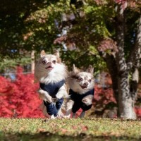 犬の『テンションがあがっている』ときにみせる5つのサイン　興奮させすぎないための対策まで