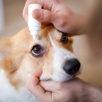 犬の『白内障』見逃したくない初期症状4選　発症してしまう原因や治療法まで