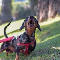 犬が『他人に吠える』理由3選　人に大声で鳴いてしまう心理や最適なしつけ方法まで