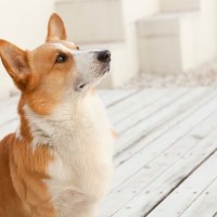 犬を落ち着かせたいときに効果的な言葉3つ　生活の中で活用できる魔法の言葉とは