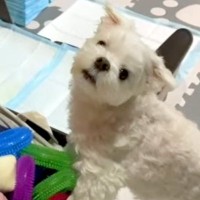 おもちゃを探しながらブチギレるワガママ犬→あえて『ママもブチギレてみた』結果…衝撃のリアクションが４万再生「表情ｗ」「妥協で草」と爆笑