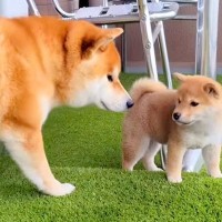 赤ちゃん犬と先輩犬を『ベランダで一緒に遊ばせてみた』結果…急激に距離が縮まる『尊い光景』が135万再生「やさしさに感動」「可愛い兄妹」