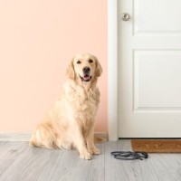 犬が『飼い主の帰宅』を大喜びする5つの理由　今すぐに帰りたくなる愛犬の気持ちとは？