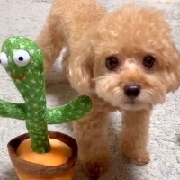 『声真似するおもちゃ』を犬の隣に置いたら…芸人顔負けの『コントのような二度見』が4800万再生「間が最高ｗ」「なんだコイツって顔で草」