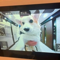 自宅のインターホンが鳴ったので、モニターを見てみた結果…まさかの『可愛すぎる訪問者』に9万いいね「即解錠案件ｗ」「天使かな？」と悶絶