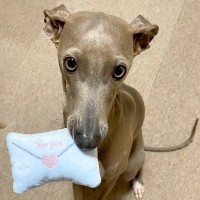 100均にあった『手紙型のぬいぐるみ』で犬と遊んだら…まるでラブレターのような『可愛すぎる光景』に11万いいね「素敵な郵便屋さん」と悶絶