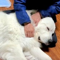 おじいちゃんの前だけでは『赤ちゃんに戻る』超大型犬→見た目と違いすぎる光景が8万いいね「心は子犬のままで可愛い」「癒やされた」と大絶賛