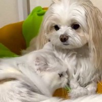 犬と一緒に暮らす猫が『赤ちゃん返り』をした結果→想像以上の甘えっぷりと『まさかの結末』が10万再生「幸せ空間すぎる」「満更でもなさそうｗ」