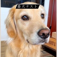 SNSで流行している『番犬テスト』をしてみた結果…大型犬が見せた『まさかの反応』が46万再生「偽物だと見破ってる説ｗ」「天使」と絶賛
