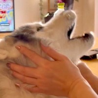 母が大型犬の顔に『息を吹きかけてみた』結果…思った以上に臭がる『まさかの反応』が50万再生「顔を隠して拒否ｗ」「そんなに？」と爆笑の嵐