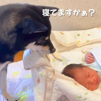 赤ちゃんがむにゃむにゃしていたら、犬が様子を見に来て…『見守り隊になる光景』が尊すぎると4万再生「仲良しですね」「優しいお兄ちゃん」