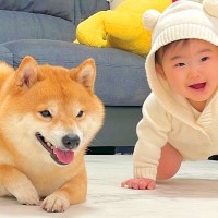 赤ちゃんがハイハイをしていたら、隣にいた犬が…まさかの『実力の差を見せつける光景』が尊すぎると37万再生「兄貴の貫禄ｗ」「敵わないね」