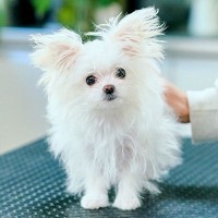 ボサボサに伸びた犬の毛をカットしたら…『まるで赤ちゃん？』子犬のようになるビフォーアフターが話題に「妖精さんかな？」「癒やされた」と悶絶