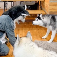 『化け物の恰好』をしたら、大型犬が…100点満点な『最高のリアクション』をする光景に12万再生の反響「お茶吹き出した」「反則級の可愛さ」
